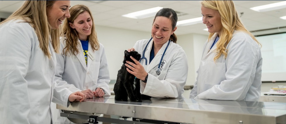 Veterinarian performing a physical exam on a cat as three veterinary students look on.